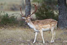 Spotted Fallow