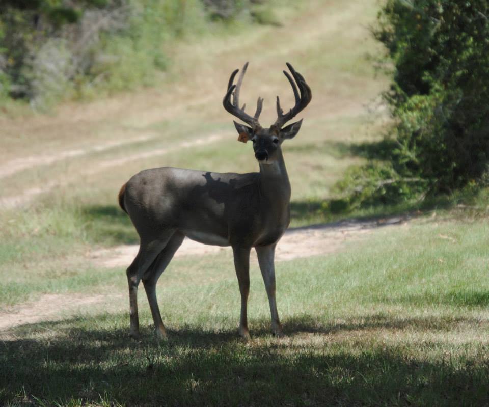 Whitetail Hickory Knol Ranch